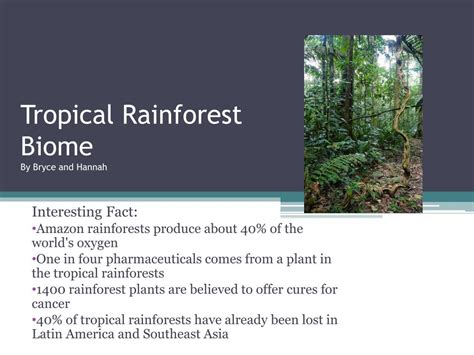 👍 Tropical rainforest biome rainfall. The Diverse Plants and Animals of ...