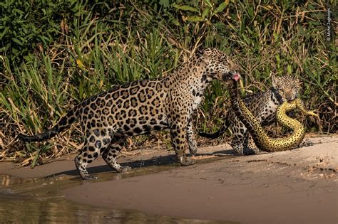 Jaguars take down anaconda in the Amazon jungle. : r/natureismetal