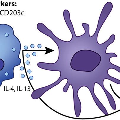 Schematic representation of neutrophils, their major preformed ...