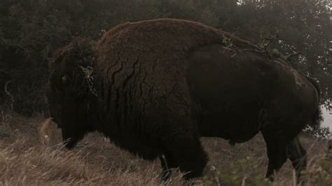 Catalina Island wildlife American bison animal fact video | Animal ...