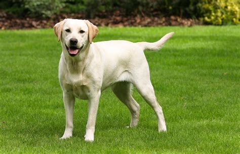 Faceti Cunostinta Cu Cainele Labrador Retriever