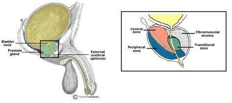 The Prostate gland is the G-spot in men, Dr. Nyarkotey - Rafamall