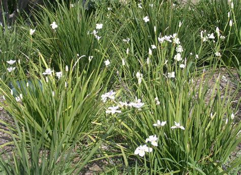 Dietes Iridioides | ubicaciondepersonas.cdmx.gob.mx