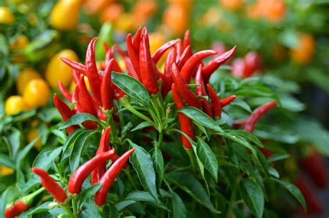 How to plant chilli padi at home - iproperty.com.my