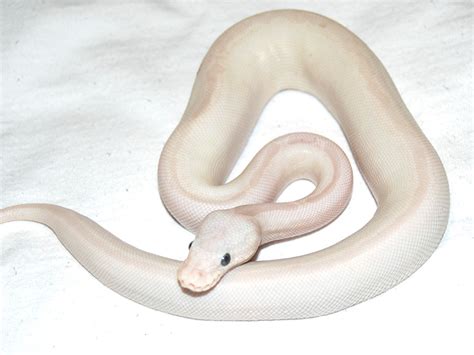 Morph List - World of Ball Pythons