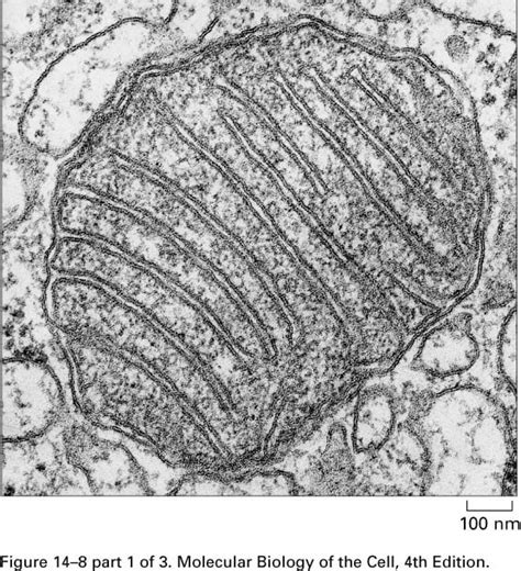 A mitochondria as seen with an electron microscope. Because you look at ...