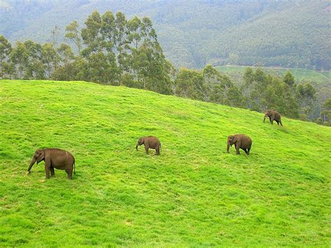 In the rolling hills of Munnar - Media India Group