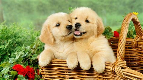 73 Hd Wallpaper Of Cute Puppy Pics - MyWeb