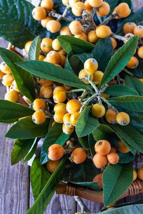 Loquat Fruit - Healthier Steps