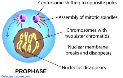 Mitotic cell division: Mitotic phase and its significance | Study&Score