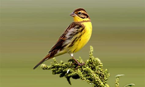 84 species of birds spotted along the Manohara river bank - Enewspolar ...