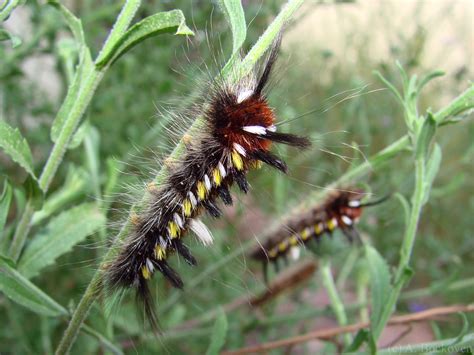 Caterpillars | 6legs2many