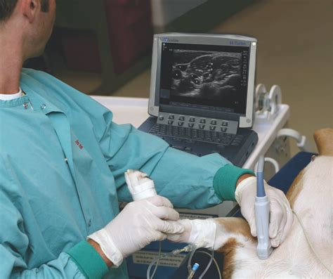 Ultrasound-Guided Nerve Blocks in Small Animal Practice