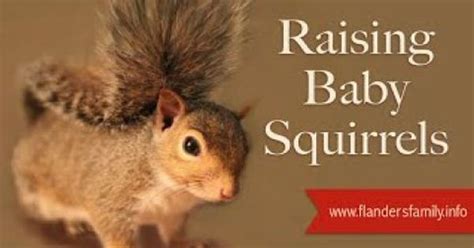 Baby Squirrel Feeding Chart - Chart Examples