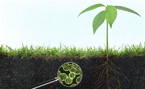 Beneficial Soil Microorganisms | Importance & Application