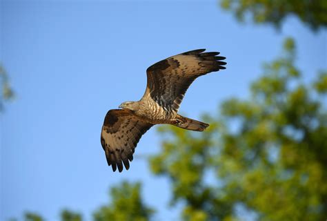 In Focus - a closer look at European Honey-buzzard — Birds on the Brink