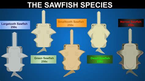 [Sawfish] All the Sawfish species : r/deeeepioskins