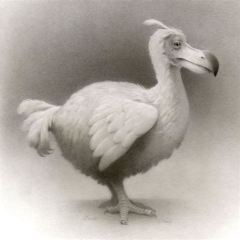 Dodo Bird Drawing at GetDrawings | Free download