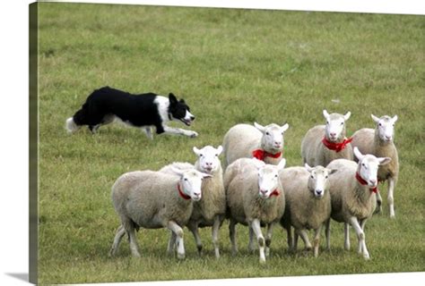 Border Collie herding sheep Photo Canvas Print | Great Big Canvas