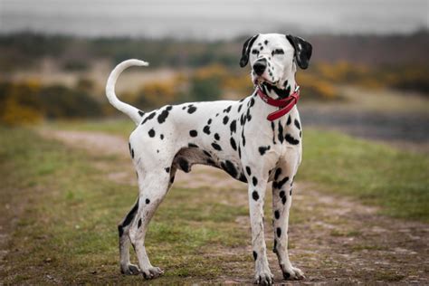 5+Dalmatian Colors: Do You Think You Know This Dog Breed?