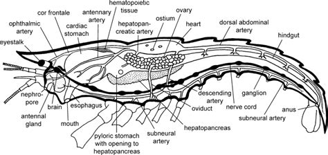 Crayfish Internal Anatomy Dorsal