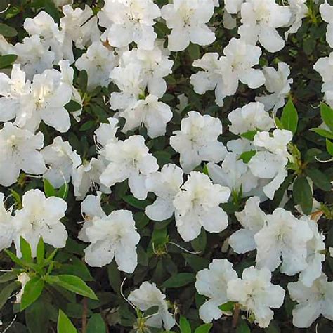 1 X WHITE AZALEA JAPANESE EVERGREEN SHRUB HARDY GARDEN PLANT IN POT | eBay