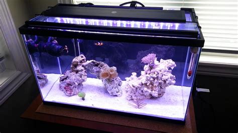 10 Gallon Nano Reef Aquarium 07-18-2014 | Saltwater Aquarium - YouTube