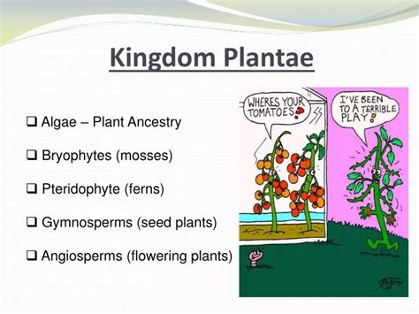 Kingdom Plantae Characteristics Classification Divisions Examples - Riset