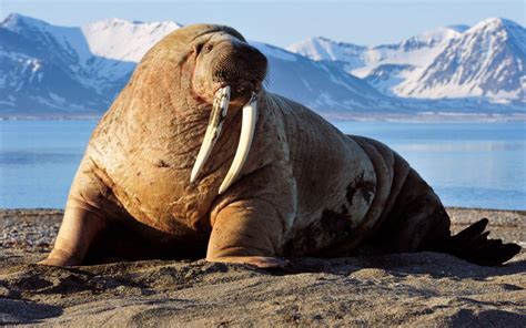 Walrus Wallpapers - Wallpaper Cave