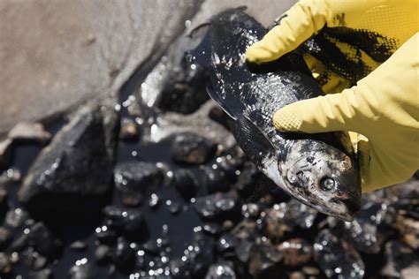 5 Environmental Consequences of Oil Spills