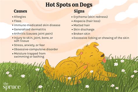 How To Treat A Hotspot On My Dog At Home