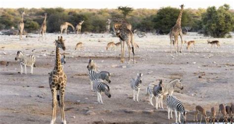 3 Days Etosha Wildlife Safari Namibia (Lodging) by Safari World Tours ...