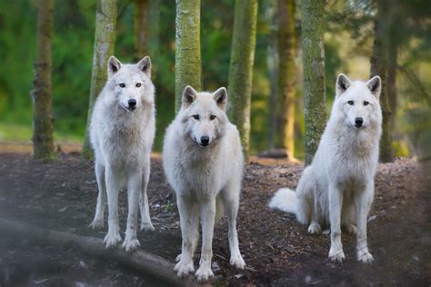 Arctic wolf (Canis lupus arctos) - We Love Wolves Blog