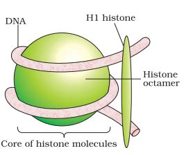 Histone Octamer - Definition, Structure, Diagrams, Function, Nucleosome ...