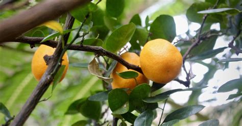 Grow and Know: Citrus Trees | Longwood Gardens