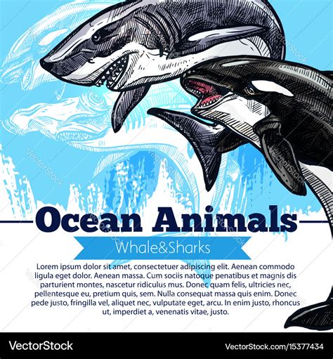 Killer whale or orca and shark fish poster Vector Image