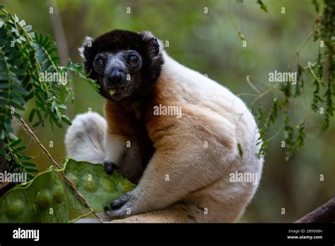 Crowned Sifaka lemur in Madagascar Stock Photo - Alamy