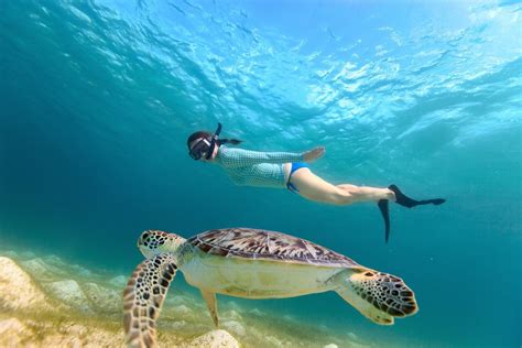 Snorkeling in St Pete Beach | Gulf Strand Resort