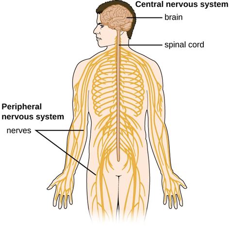 Anatomy of the Nervous System | Microbiology