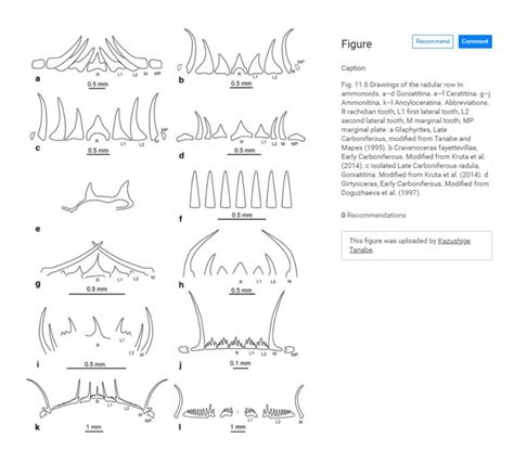 Phylum: Mollusca & their radula | Cephalopod Radula under the SEM