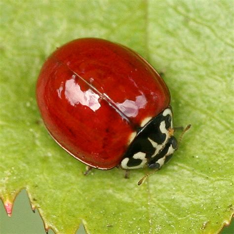 Lady Beetle with no spots - Cycloneda polita - BugGuide.Net