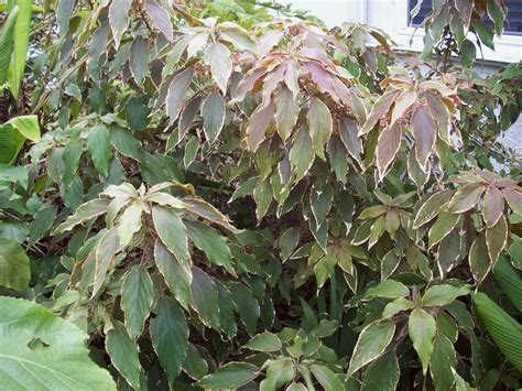 I likE plants!: Acalypha wilkesiana, Acalypha hispida and Hybrids