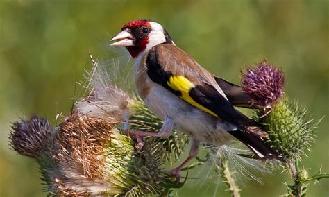 Goldfinch (Carduelis carduelis) Facts - Feeding, Breeding Etc