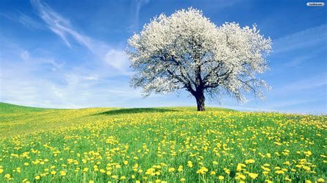 Spring Trees Wallpapers - Top Free Spring Trees Backgrounds ...