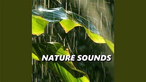 Nature Rain Sounds - YouTube