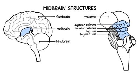 Clinical Anatomy Midbrain (structure, Function And Midbrain, 41% OFF