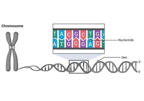 Sanger Sequencing: Reading our DNA – NC DNA Day Blog