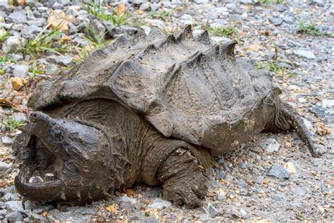 "It gives us hope": Rare alligator snapping turtle found in Illinois ...