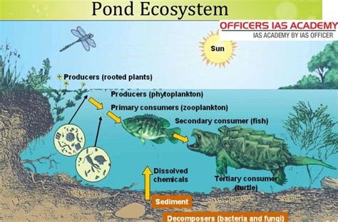 Pond Ecosystem Diagram | Quizlet