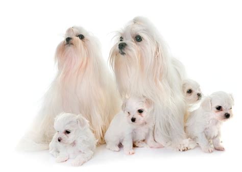 Premium Photo | Family maltese dogs